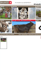 Mobile Screenshot of homepage.braunvieh.ch